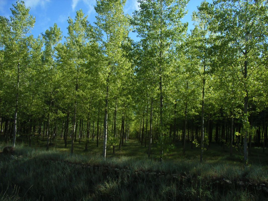 RIMG0739.jpg