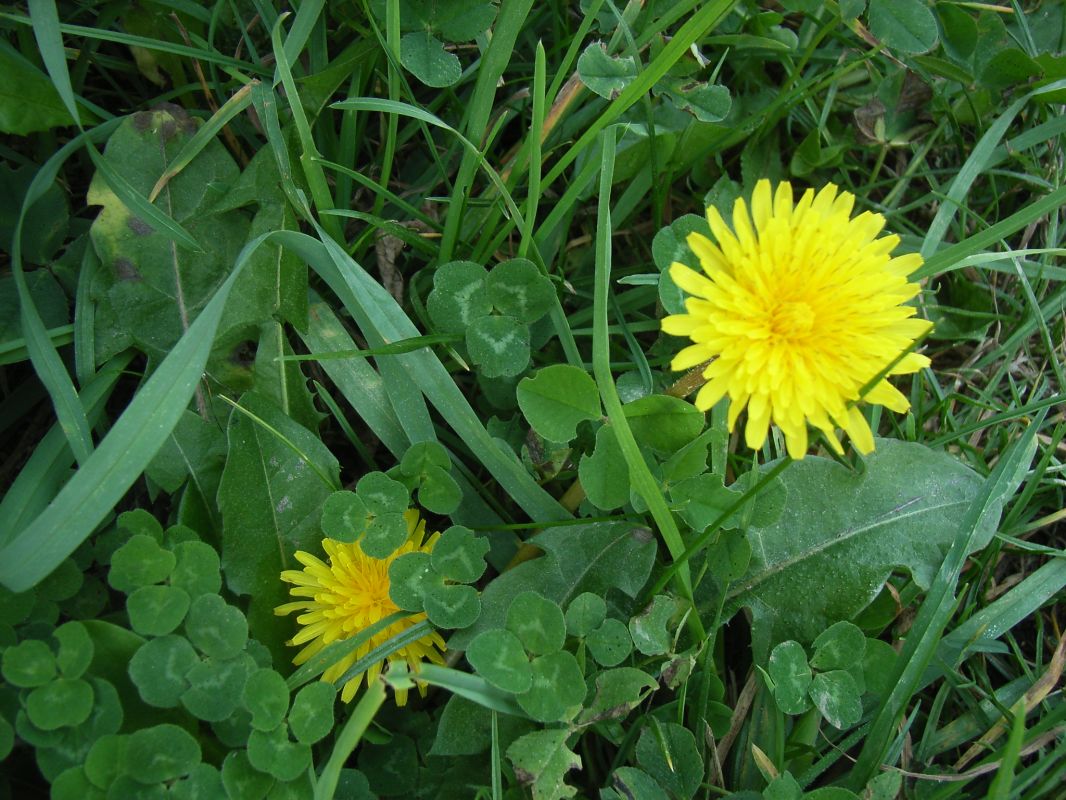 RIMG0090.JPG